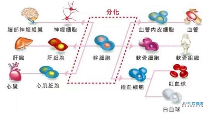 干细胞实验室布局怎么设计？